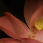 Pink Lotus